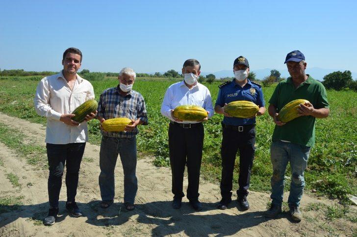 Manisa’da ‘Altınbaş Kavunu’nda hasat başladı G1