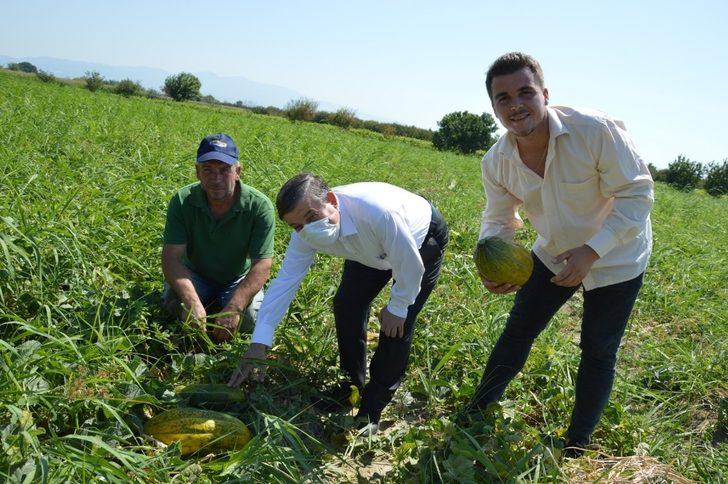 Manisa’da ‘Altınbaş Kavunu’nda hasat başladı G2