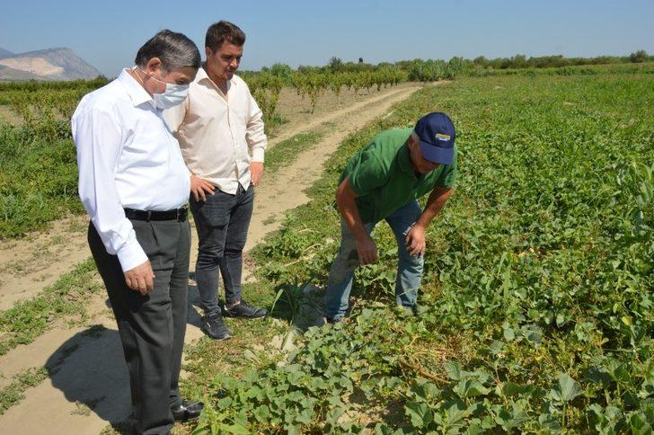 Manisa’da ‘Altınbaş Kavunu’nda hasat başladı G3