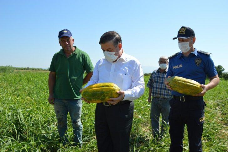 Manisa’da ‘Altınbaş Kavunu’nda hasat başladı G4
