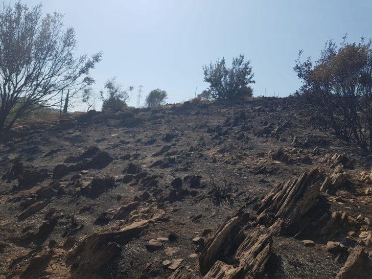 Zeytin, badem ve armut ağaçları zarar gördü G1