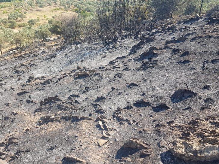 Zeytin, badem ve armut ağaçları zarar gördü G2