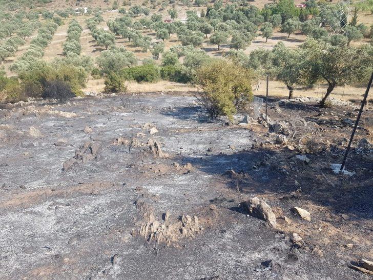 Zeytin, badem ve armut ağaçları zarar gördü G3
