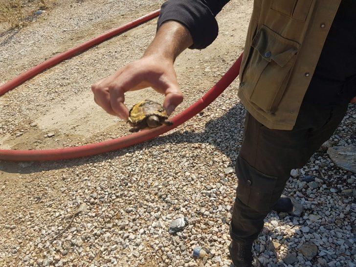Zeytin, badem ve armut ağaçları zarar gördü G4