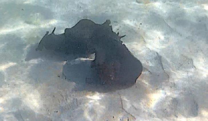 Deniz tavşanlarının çiftleşmesi böyle görüntülendi G1