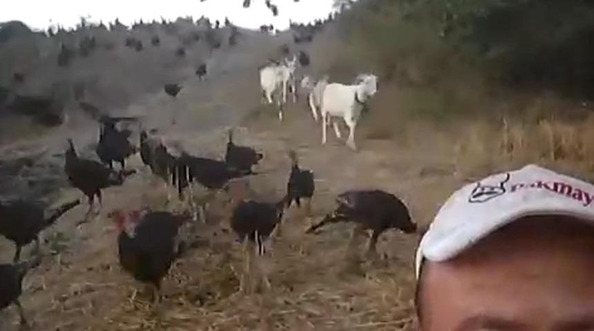 Hindiler, sahibinin komutuyla u&ccedil;uyor