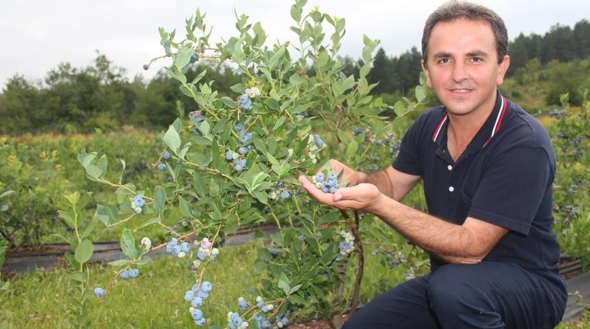 Bu meyvenin kilosu 60 TL, faydası saymakla bitmiyor