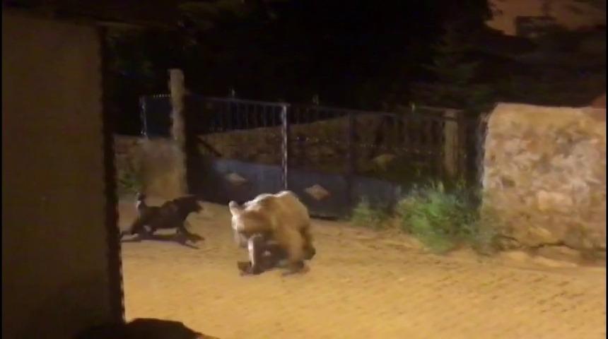 Yavru boz ayıyı k&ouml;pek b&ouml;yle kovaladı