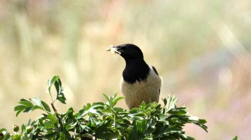 Ağrı Dağının eteklerinde  kuş sürüsünün çekirge avı görüntülendi