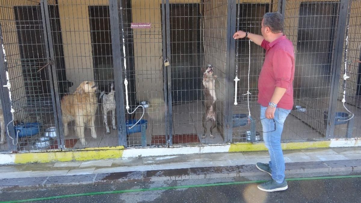 Hayvan barınaklarında korona vir&uuml;s engeli kalktı