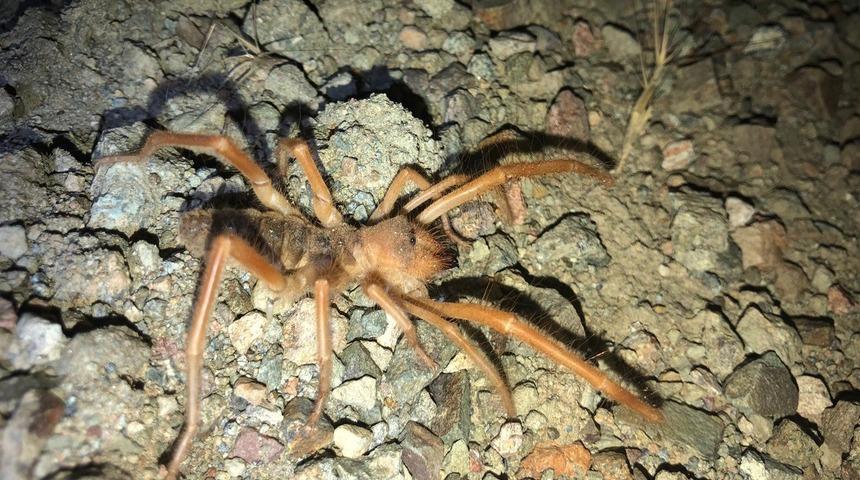 &lsquo;Sarı kız&rsquo; &ouml;r&uuml;mceği Adıyaman&rsquo;da g&ouml;r&uuml;ld&uuml;