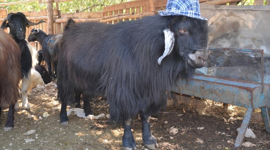 Kurban pazarının gözdesi oldu! 'İlk gelen alır'
