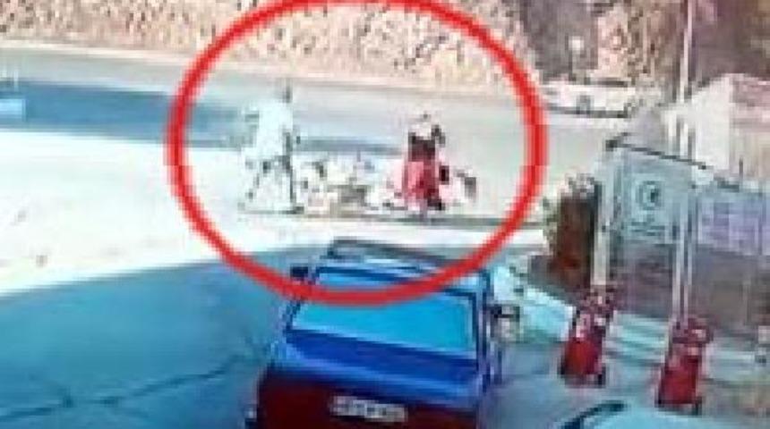 Muğla'da sokak k&ouml;peklerinin saldırdığı kadını &ccedil;evredekiler kurtardı