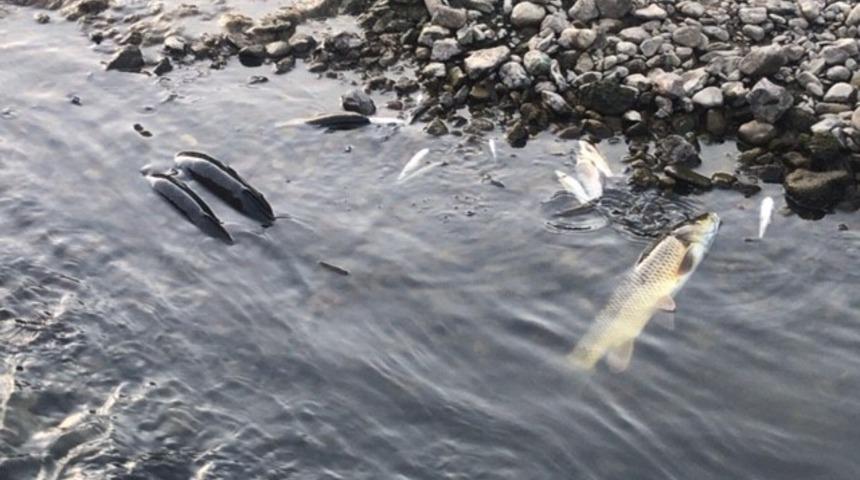 &Ccedil;anakkale&rsquo;nın &Ccedil;an il&ccedil;esinde korkutan g&ouml;r&uuml;nt&uuml;! Y&uuml;zlerce balık &ouml;l&uuml;s&uuml; karaya vurdu