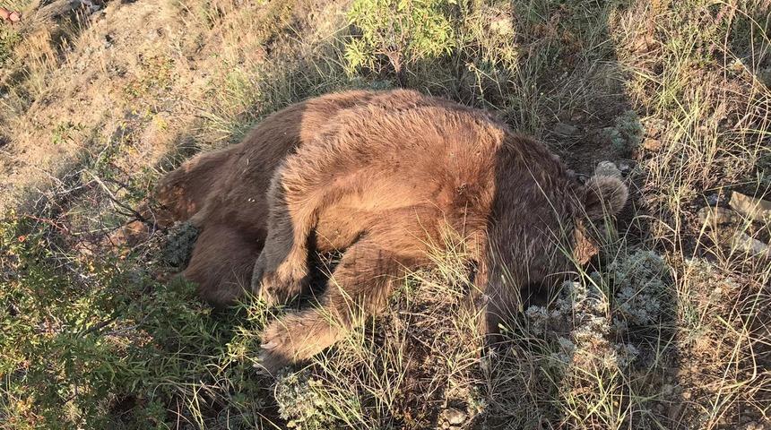 G&uuml;m&uuml;şhane&rsquo;de aracın &ccedil;arptığı boz ayı &ouml;ld&uuml;