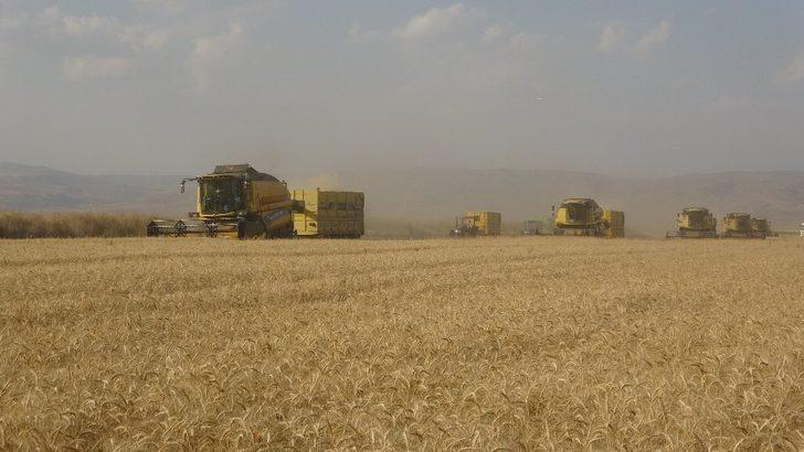 Biçerdövercilerin zorlu gurbet mesaisi G1