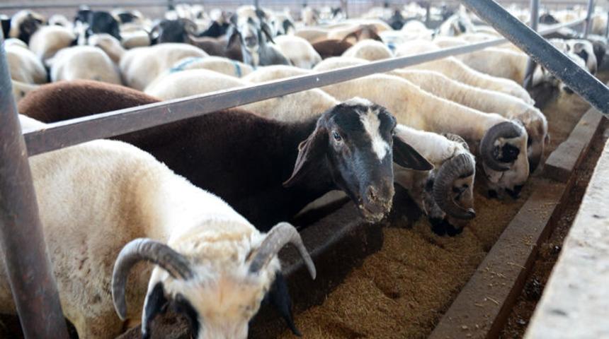 Kurban Bayramı &ouml;ncesi flaş 'koyu renkli kurbanlık' uyarısı