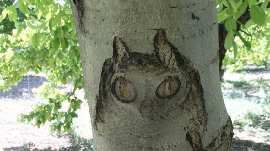  Ceviz ağacında baykuş figürü! Gören şaşkına dönüyor