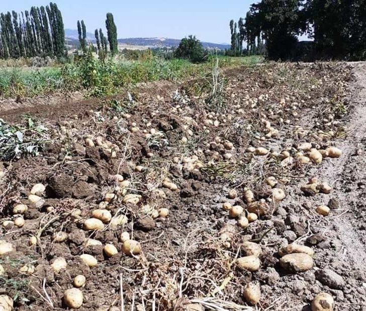 Hisarcık’ta yerli patates çıktı fiyatlar düştü G3