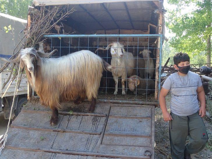 Hisarcık’ta kurbanlık satışları durgun G2