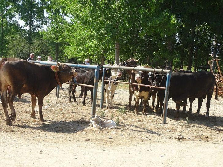 Hisarcık’ta kurbanlık satışları durgun G3