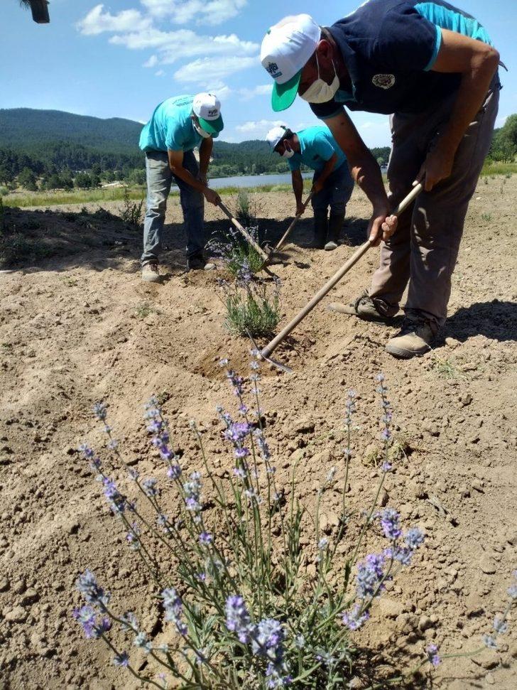 Başkan Biçer’den lavanta bahçesine özel bakım G2