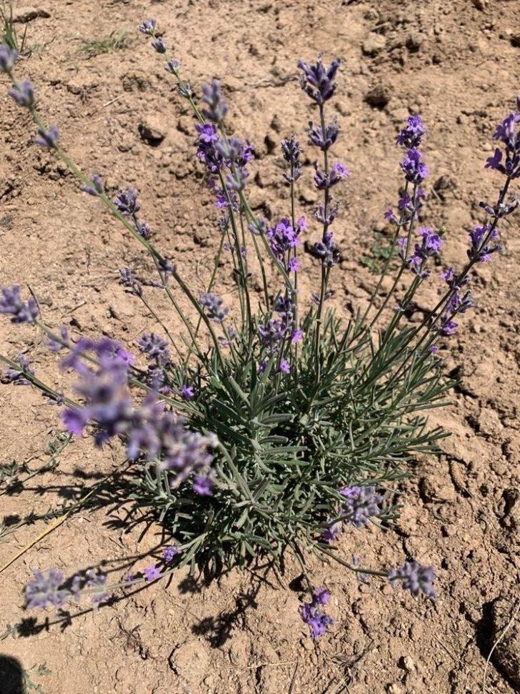 Başkan Biçer’den lavanta bahçesine özel bakım G3