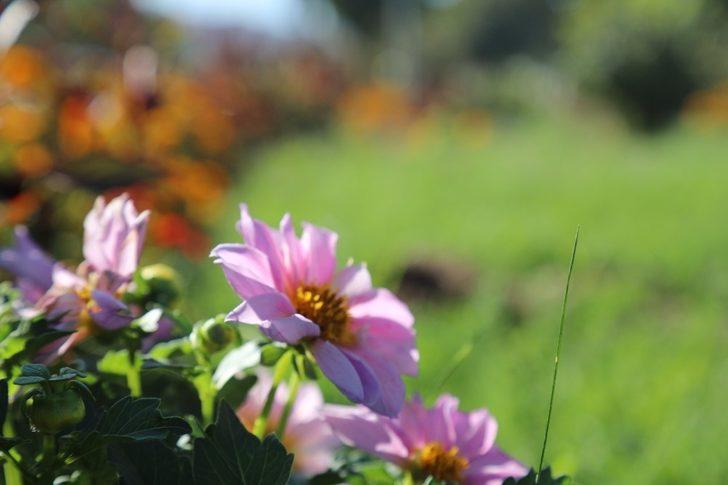 Bingöl’de üretilen 150 bin bitki toprakla buluştu G2