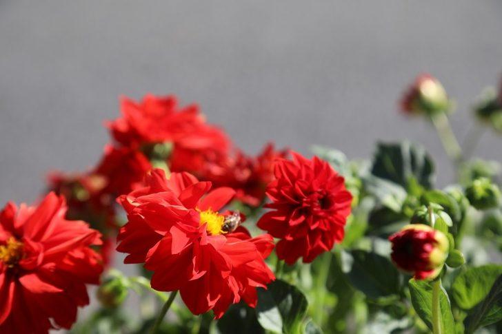 Bingöl’de üretilen 150 bin bitki toprakla buluştu G4