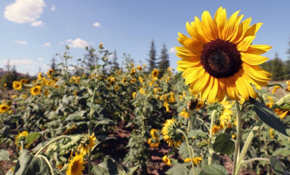 Trakya &Uuml;niversitesinden &lsquo;Ay&ccedil;i&ccedil;eği koleksiyonu bah&ccedil;esi&rsquo;