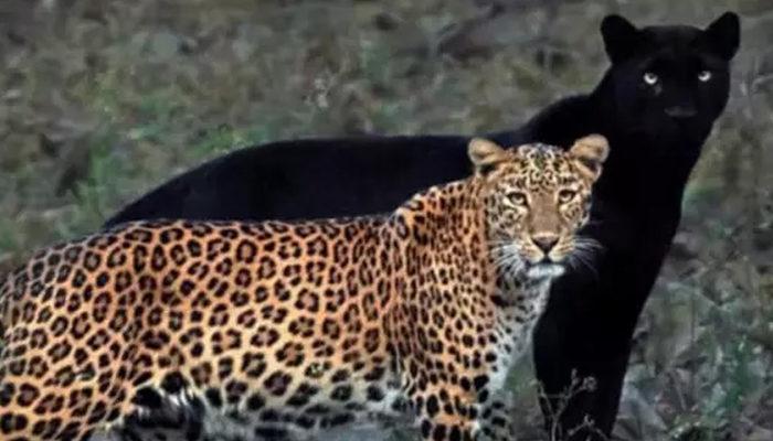 Panter ve leopar Ã§iftinin fotoÄŸrafÄ± viral oldu - DÃ¼nya