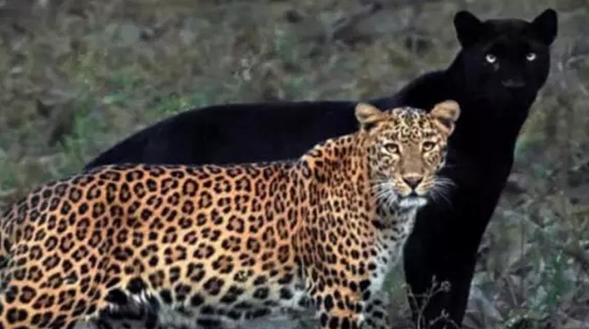 Panter ve leopar çiftinin fotoğrafı viral oldu