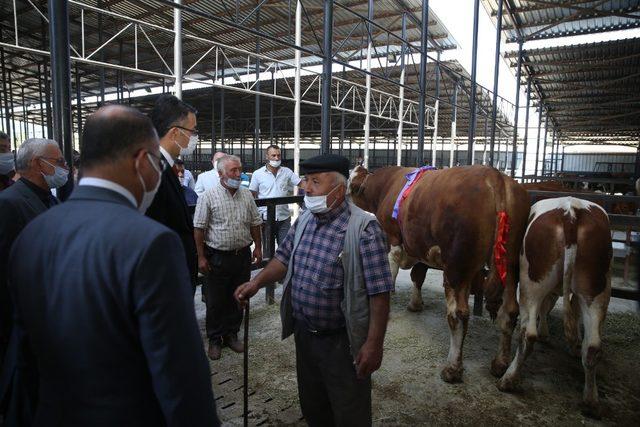 Bir ton 500 kilogram ağırlığındaki kurbanlık 29 bin TL’ye satıldı