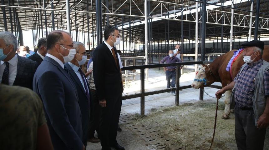 Bir ton 500 kilogram ağırlığındaki kurbanlık 29 bin TL’ye satıldı