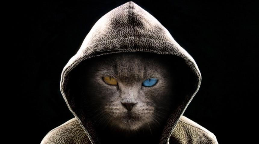 Meow saldırısı veritabanlarına büyük zarar veriyor