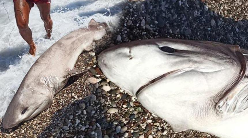 Korkun&ccedil; iddia! K&ouml;pekbalığı turistlere g&ouml;sterilmek i&ccedil;in &ouml;ld&uuml;r&uuml;ld&uuml;