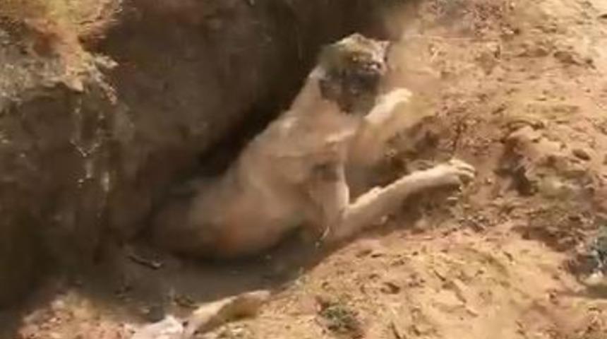 Fosseptik &ccedil;ukuruna d&uuml;şen k&ouml;peği itfaiye ekipleri kurtardı