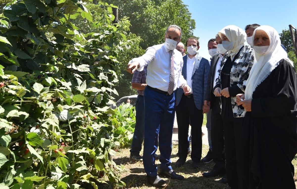 Ahududu&rsquo;nun y&uuml;zde 96.7&rsquo;si Bursa&rsquo;dan