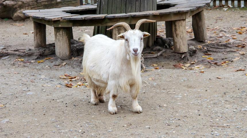 Hindistan&rsquo;da bir ke&ccedil;i, maske takmadığı gerek&ccedil;esiyle g&ouml;zaltına alındı