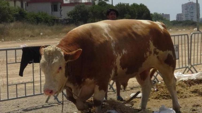 Tam 1 ton 330 kilo! Fiyatı dudak uçuklattı