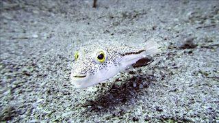 Amatör balıkçılara balon balığı uyarısı: Öldürmese bile felç bırakıyor