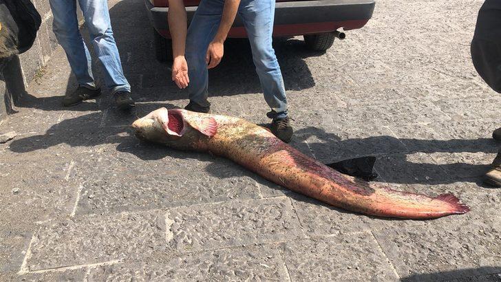 Gören şaşıp kalıyor! Kars'ta iki kardeş dev yayın balığı yakaladı G5