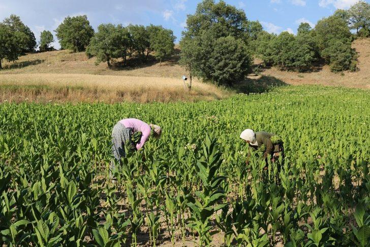 Geçimlerini tütüncülükle sağlıyorlar G2