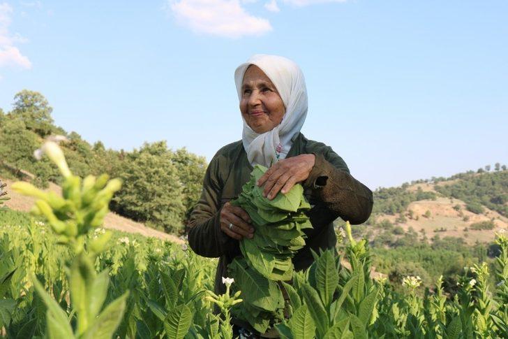 Geçimlerini tütüncülükle sağlıyorlar G3