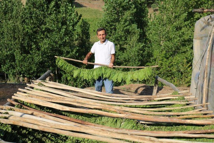 Geçimlerini tütüncülükle sağlıyorlar G4