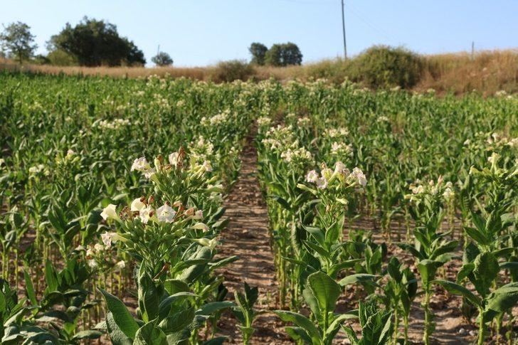 Geçimlerini tütüncülükle sağlıyorlar G5