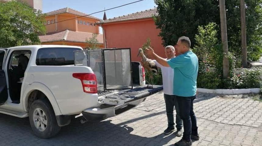 Yağ katmanı ve &ccedil;amura batan leylek kurtarıldı