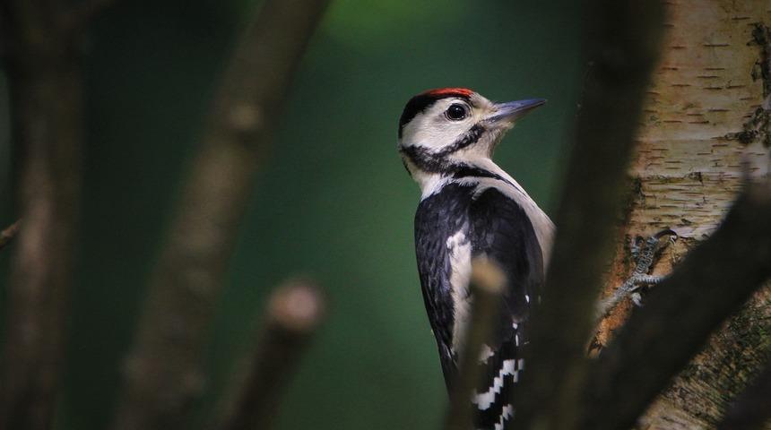 Kahve falında ağaçkakan görmek ne anlama gelir? Falda ağaçkakan şekli görmek