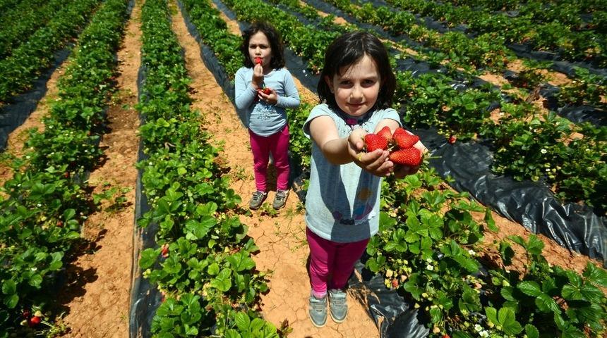 Konya’da tarımsal destek başvuruları 7 Ağustos’a uzatıldı