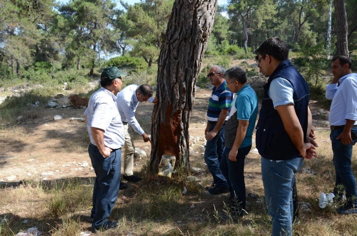 B&ouml;lge M&uuml;d&uuml;r&uuml; Akduman, Tarsus ormanlarında inceleme yaptı